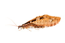 Giant lacewing (Kempynus incisus) female. Hanmer Springs, Canterbury, South Island, New Zealand, February. Meetyourneighbours.net project.