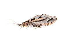 Giant lacewing (Kempynus incisus) male. Hanmer Springs, Canterbury, South Island, New Zealand, February. Meetyourneighbours.net project.