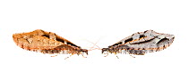 Giant lacewings (Kempynus incisus), left: female (nb flipped image) and right: male. Hanmer Springs, Canterbury, South Island, New Zealand, February. Composite image. Meetyourneighbours.net project.