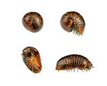 Pill millipede (Procyliosoma striolatum) composite image of uncurling sequence, see images 1468356 - 1468359. Fiordland National Park, South Island, New Zealand, February. Composite image. Meetyournei...