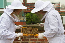 Bee keepers looking at honey comb from hives on roof of Manchester Museum, Manchester, UK, June 2014.