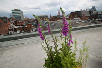 Foxgloves (Digitalis purpurea) grown in tub to attract pollinating insects, especially bees on roof of Manchester Art Gallery, England, UK, June 2014.