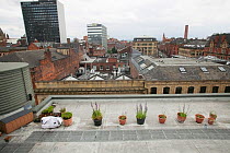 Pots of Vipers bugloss (Echium vulgare) and Chives (Allium schoenoprasum) on urban roof tops to encourage resident honey bees, Manchester Art gallery, England, UK, June 2014.