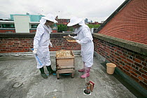 Bee keepers looking at honey comb from hives on roof of Manchester Museum, Manchester, UK, June 2014.