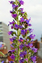 Bumblebee (Bombus sp) on Vipers bugloss (Echium vulgare) grown on roof top of Manchester Art Gallery to attract pollinating insects, Manchester, England, UK. June 2014.