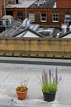 Pots of Vipers bugloss (Echium vulgare) and Chives (Allium schoenoprasum) on urban roof tops to encourage resident honey bees, Manchester Art gallery, England, UK, June 2014.