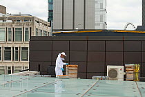 Bee keeper with hives on Manchester Art Gallery roof, Manchester, England, UK, June 2014.