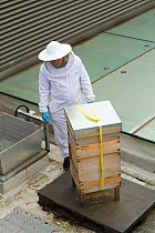Bee keeper spraying honey comb with smoke on roof of Manchester Museum, Manchester, UK, June 2014.