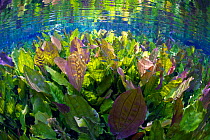 Underwater river scene with freshwater plants and Tetra fish, Aquario Natural, Rio Baia Bonito, Bonito area, Serra da Bodoquena (Bodoquena Mountain Range), Mato Grosso del Sul, Brazil November/Decembe...
