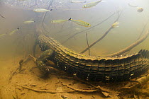 Black caiman (Melanosuchus niger) underwater in the flooded forest of a Rio Negro tributary, Amazon, Brazil.