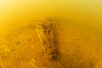 Black caiman (Melanosuchus niger) underwater  on sandy ground of a Rio Negro tributary, Amazon, Brazil.