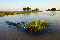 Yacare caiman (Caiman yacare) in clear stream, Pantanal, Brazil.