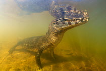 Yacare caiman (Caiman yacare), Pantanal, Brazil.