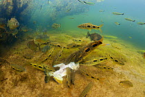 Piranhas (Serrasalmus sp.) and Aracu (Leporinus sp.) feeding on dead fish, in a clear stream of the Pantanal, Brazil.