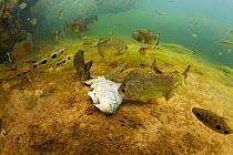 Piranhas (Serrasalmus sp.) and Aracu (Leporinus sp.) feeding on dead fish, in a clear stream of the Pantanal, Brazil.