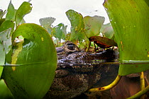 Yacare caiman (Caiman yacare) looking through vegetation, Pantanal, Brazil.
