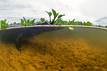Yacare caiman (Caiman yacare) at surface of water, Pantanal, Brazil.
