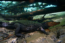Cuvier's dwarf caiman (Paleosuchus palpebrosus) Rio Olhio d'agua, tributary of Rio da Prata, Bonito area, Serra da Bodoquena (Bodoquena Mountain Range), Mato Grosso do Sul, Brazil.