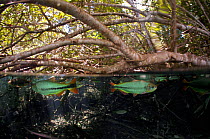Piraputanga fish (Brycon hilarii) split level image, Rio Olhio d'agua, tributary of Rio da Prata, Bonito area, Serra da Bodoquena (Bodoquena Mountain Range), Mato Grosso do Sul, Brazil November 2012 P...