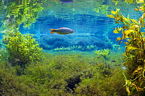 Piraputanga fish (Brycon hilarii) in underwater landscape, Aquario Natural, Rio Baia Bonito, Bonito area, Serra da Bodoquena (Bodoquena Mountain Range), Mato Grosso do Sul, Brazil.