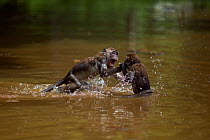 Long-tailed macaque (Macaca fascicularis) juveniles playing in a pool of water. Bako National Park, Sarawak, Borneo, Malaysia.