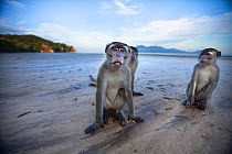 Long-tailed macaque (Macaca fascicularis) juvenile males sitting on the beach - wide angle perspective. Bako National Park, Sarawak, Borneo, Malaysia.