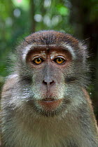 Long-tailed macaque (Macaca fascicularis) juvenile aged 18-24 months portrait. Bako National Park, Sarawak, Borneo, Malaysia.