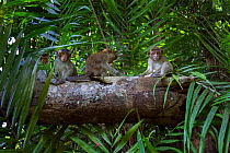 Long-tailed macaque (Macaca fascicularis) juveniles playing on a suspended tree trunk - wide angle perspective.  Bako National Park, Sarawak, Borneo, Malaysia.