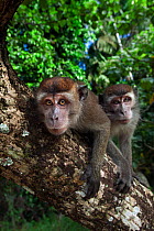 Long-tailed macaque (Macaca fascicularis) juveniles aged 18-24 months peering with curiosity - wide angle perspective. Bako National Park, Sarawak, Borneo, Malaysia.  Mar 2010.