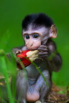 Long-tailed macaque (Macaca fascicularis) baby aged 2-4 weeks trying to feed on the fruit of a Screw Pine (Pandanus odoratissimus).  Bako National Park, Sarawak, Borneo, Malaysia.