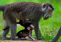 Long-tailed macaque (Macaca fascicularis) female looking after two babies aged 2-4 weeks - one of which is her own. Bako National Park, Sarawak, Borneo, Malaysia.