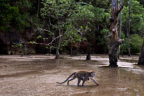 Long-tailed macaque (Macaca fascicularis) female carrying a baby under her belly walking across the mudflats of a mangrove swamp revealed at low tide - wide angle perspective.  Bako National Park, Sar...