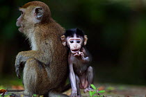Long-tailed macaque (Macaca fascicularis) baby aged 2-4 weeks sitting with an older juvenile aged 12-18 months.  Bako National Park, Sarawak, Borneo, Malaysia.