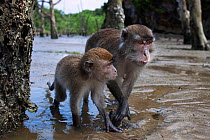 Long-tailed macaques (Macaca fascicularis) foraging for shell-fish in the pools revealed at low tide in the mudflats of the mangrove swamp - wide angle perspective . Bako National Park, Sarawak, Borne...