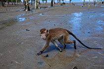 Long-tailed macaque (Macaca fascicularis) walking through the mudflats of a mangrove swamp revealed at low tide - wide angle perspective.  Bako National Park, Sarawak, Borneo, Malaysia.  Mar 2010.