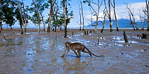 Long-tailed macaque (Macaca fascicularis) walking through the mudflats of a mangrove swamp revealed at low tide - wide angle perspective.  Bako National Park, Sarawak, Borneo, Malaysia.  Mar 2010.