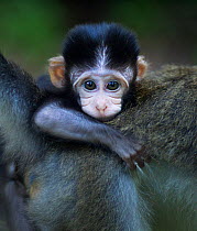 Long-tailed macaque (Macaca fascicularis) baby aged 2-4 weeks clinging to its mothers back. Bako National Park, Sarawak, Borneo, Malaysia.