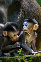 Long-tailed macaque (Macaca fascicularis) babies aged 2-4 weeks playing together. Bako National Park, Sarawak, Borneo, Malaysia.
