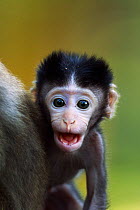 Long-tailed macaque. Bako National Park, Sarawak, Borneo, Malaysia.