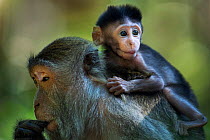 Long-tailed macaque (Macaca fascicularis) baby aged 2-4 weeks sitting on its mothers back.  Bako National Park, Sarawak, Borneo, Malaysia.