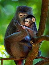 Long-tailed macaque (Macaca fascicularis) female and baby aged 2-4 weeks sitting in a tree.  Bako National Park, Sarawak, Borneo, Malaysia.
