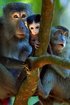 Long-tailed macaque (Macaca fascicularis) family group sitting in a tree including a baby aged 2-4 weeks.  Bako National Park, Sarawak, Borneo, Malaysia.