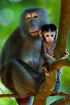 Long-tailed macaque (Macaca fascicularis) female and baby aged 2-4 weeks sitting in a tree.  Bako National Park, Sarawak, Borneo, Malaysia.