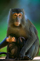 Long-tailed macaque (Macaca fascicularis) female looking after two babies aged 2-4 weeks one her own the other belonging to another female to whom it returned.  Bako National Park, Sarawak, Borneo, Ma...