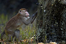 Long-tailed macaque (Macaca fascicularis) male foraging for shell-fish and other food on the trees revealed at low tide in the mangrove swamp.  Bako National Park, Sarawak, Borneo, Malaysia.  Mar 2010...