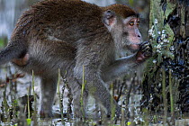 Long-tailed macaque (Macaca fascicularis) foraging for shell-fish and other food on the trees revealed at low tide in the mangrove swamp.  Bako National Park, Sarawak, Borneo, Malaysia.  Mar 2010.