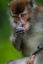 Long-tailed macaque (Macaca fascicularis) sub-mature male examining his genitalia.  Bako National Park, Sarawak, Borneo, Malaysia.  Mar 2010.
