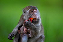 Long-tailed macaque (Macaca fascicularis) female feeding on the fruit of a Screw Pine (Pandanus odoratissimus) while her baby aged 2-4 weeks reaches out to grab it.  Bako National Park, Sarawak, Borne...