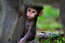 Long-tailed macaque (Macaca fascicularis) babyaged 2-4 weeks clinging to its mother's leg . Bako National Park, Sarawak, Borneo, Malaysia.  Apr 2010.