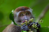 Long-tailed macaque (Macaca fascicularis) juvenile aged 12-18 months feeding on berries. Bako National Park, Sarawak, Borneo, Malaysia.  Apr 2010.